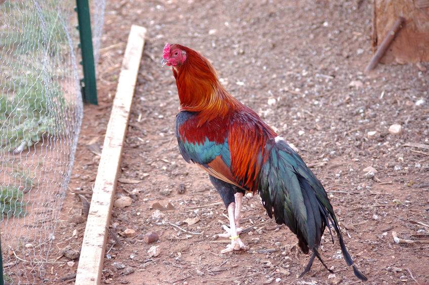 BB-Red-Cubalayn-Bantam
